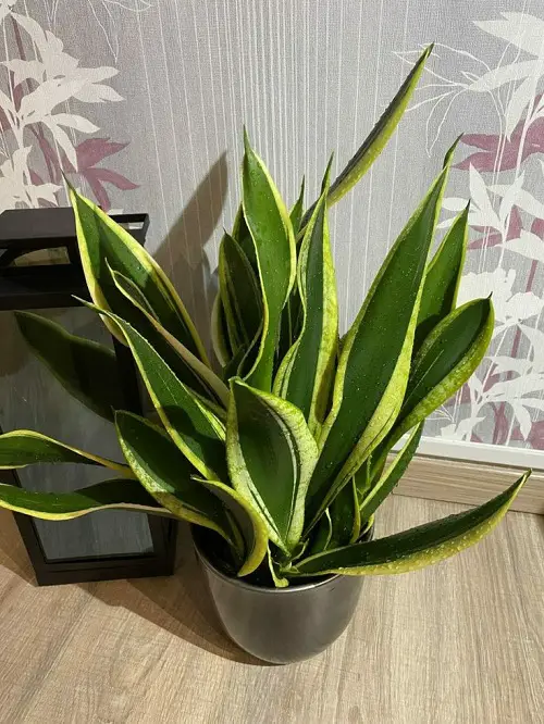 Best Display Your Snake Plant at Home 1