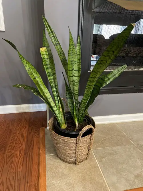 Display Your Snake Plant at Home 1