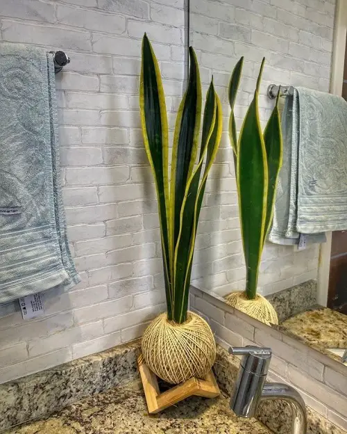 Best Display Your Snake Plant at Home 3