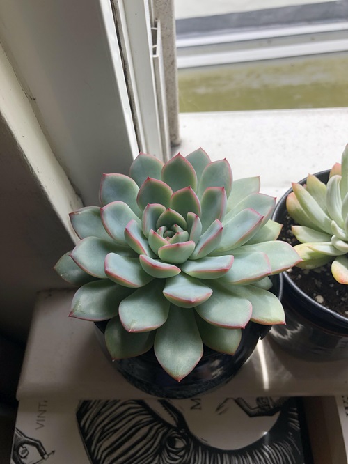 Easy Tips to Grow Succulents with Fuller Leaves