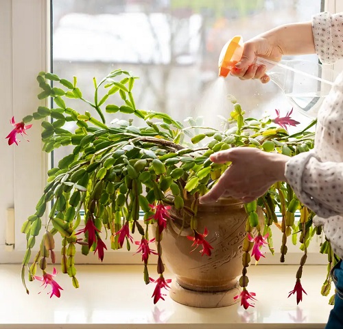 How to Make a Christmas Cactus Bushier and Lush 5