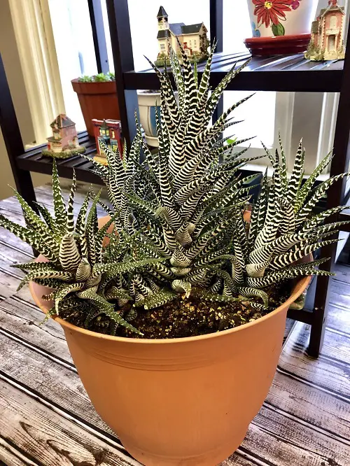 Zebra Cactus