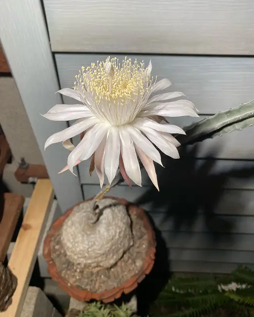 Best Cactus With White Flowers 2
 