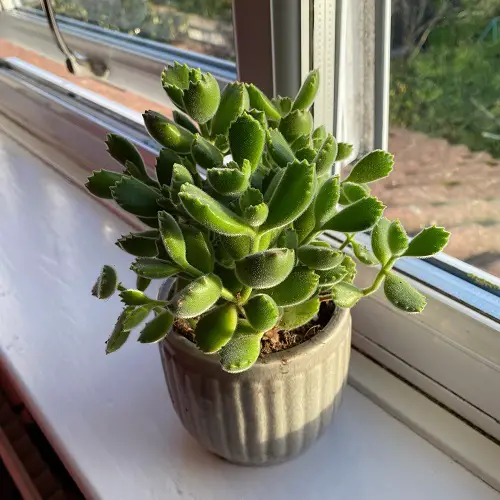 Bear paw succulent 2