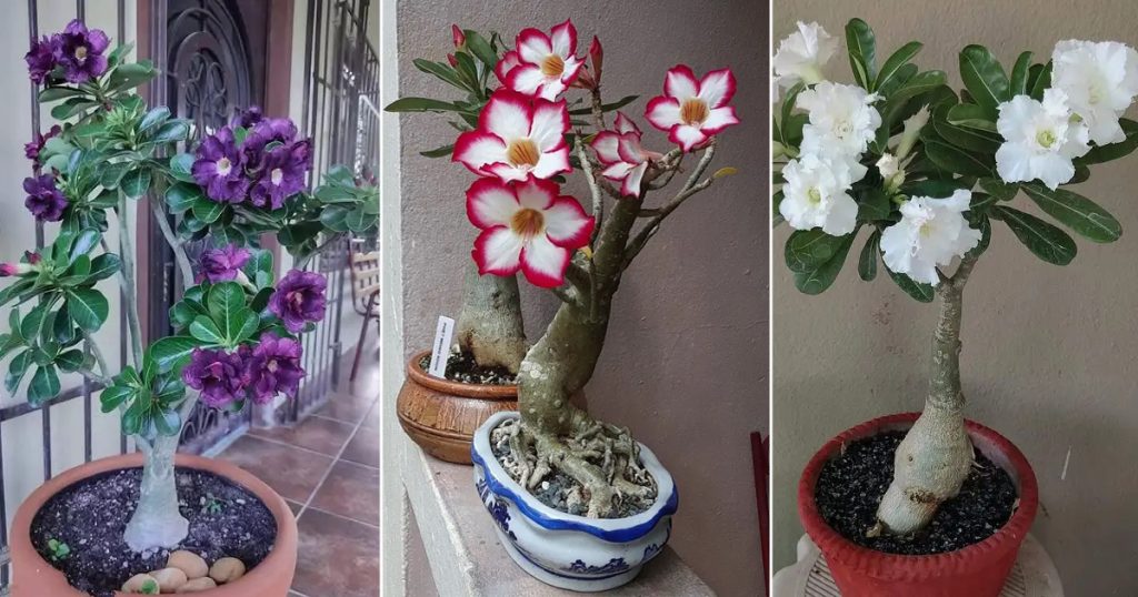 how many varieties of adenium