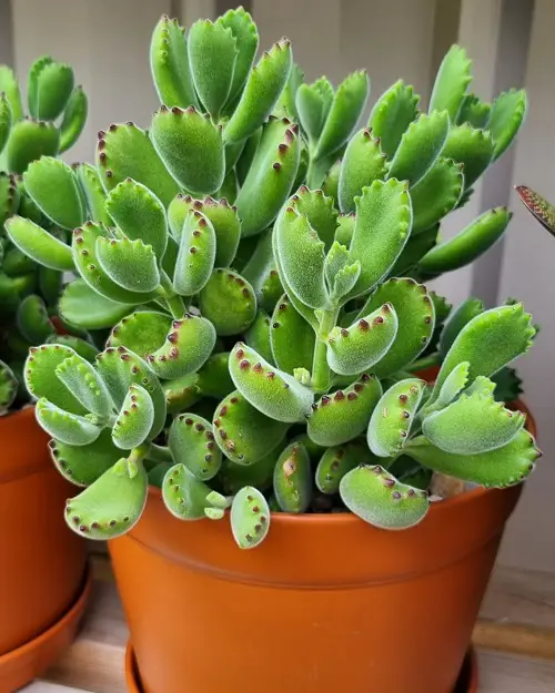 Small Succulents With Big Leaves 5