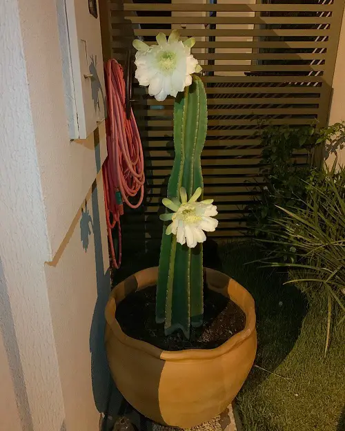 Top Cactus With White Flowers 1
