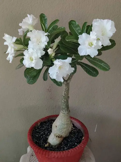 Adenium Varieties  5