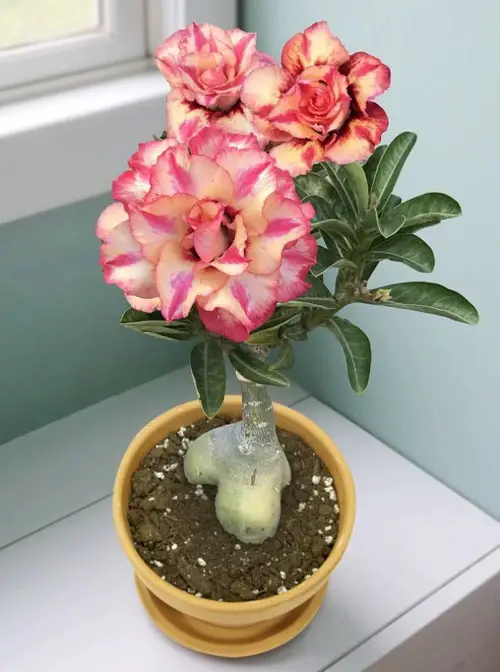 Best Adenium Varieties 3