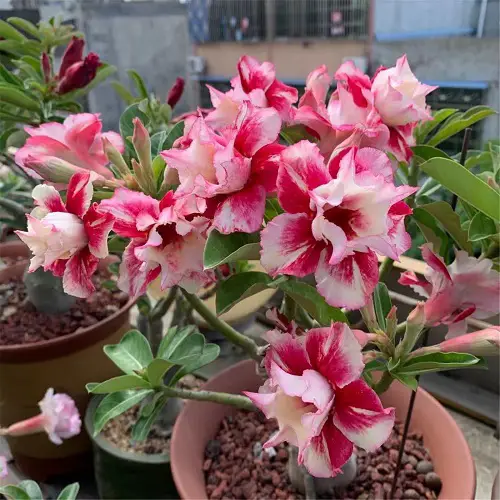 Best Adenium Varieties 1