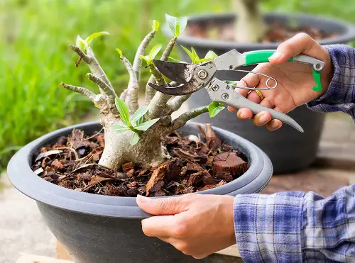 Adenium Bloom Like Crazy 4