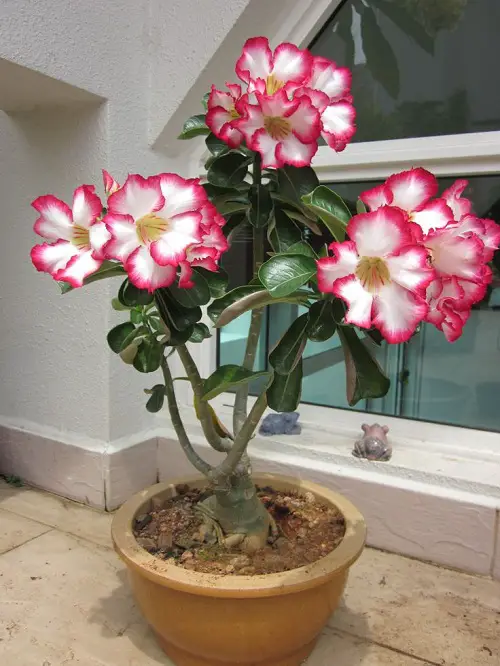 Desert Rose 1