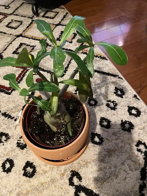 dormancy period of adenium