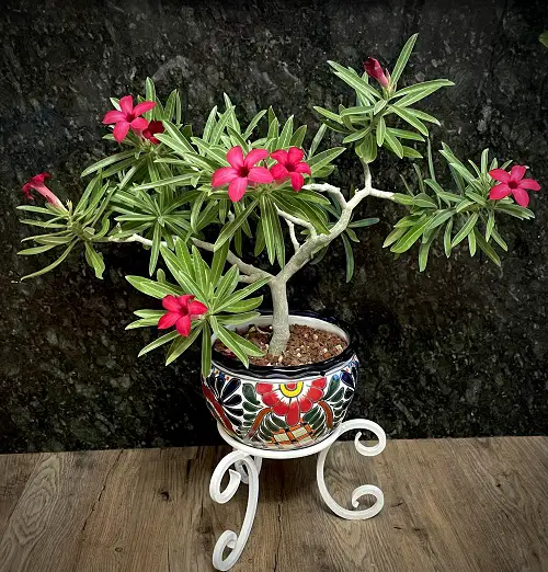 Adenium Varieties  2