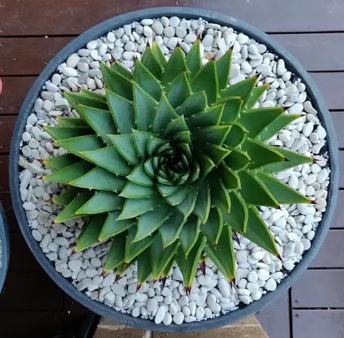 Best Unique Shape Succulents 3