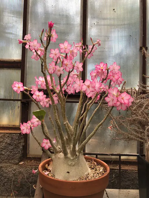 Adenium Varieties  3