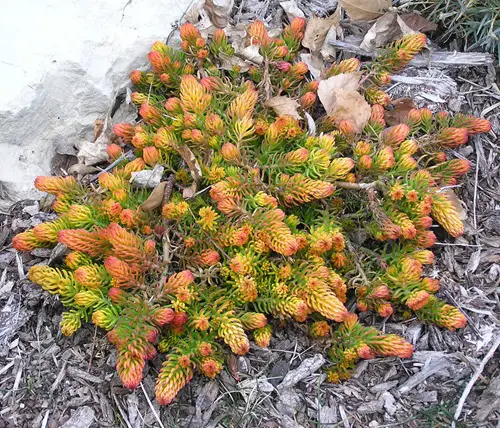 lovely Attractive Succulents With Orange Leaves