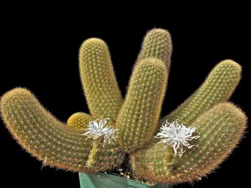 Top Cactus With White Flowers 4
