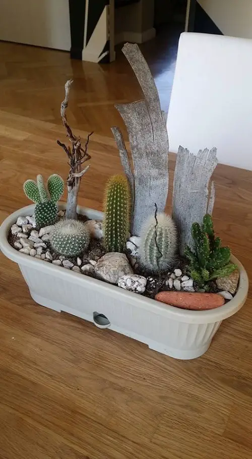 Cactus arrangement Ideas 1