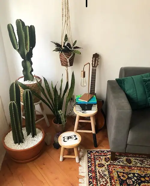 Top Cactus arrangement Ideas 4