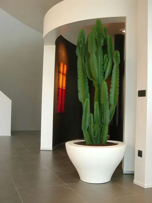 New Cactus arrangement Ideas  3