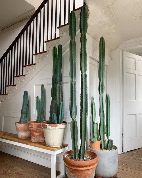 New Cactus arrangement Ideas  4