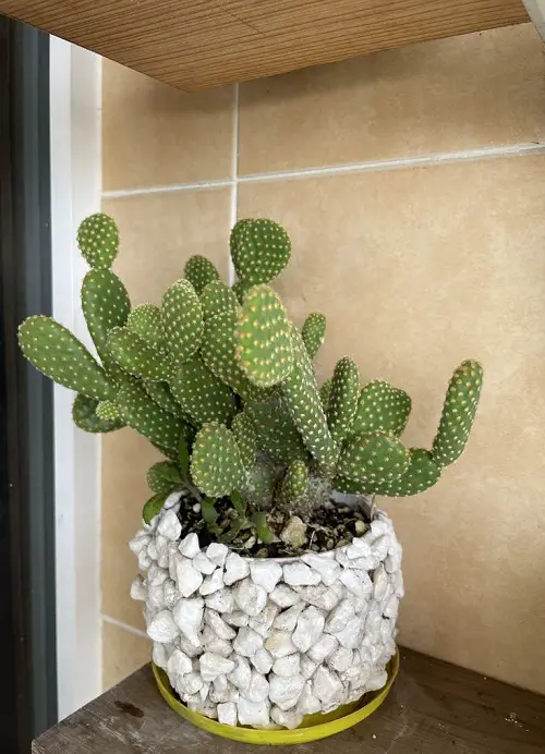 Best Cactus arrangement Ideas 5