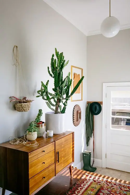 Best Cactus arrangement Ideas 3