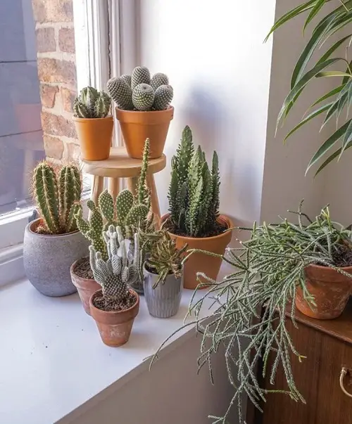 Best Cactus arrangement Ideas 1