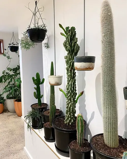 Best Cactus arrangement Ideas 2