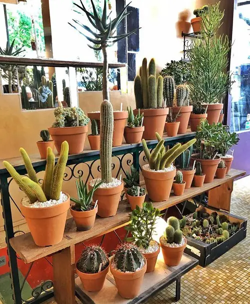 Cactus arrangement Ideas 4