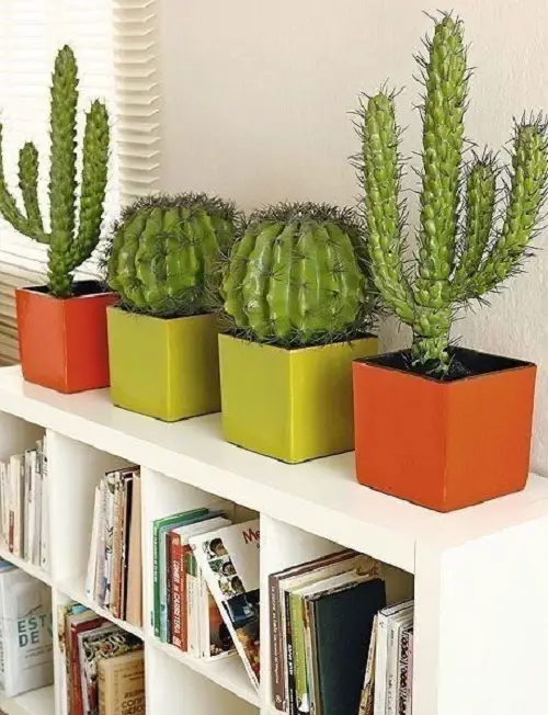 Top Cactus arrangement Ideas 1