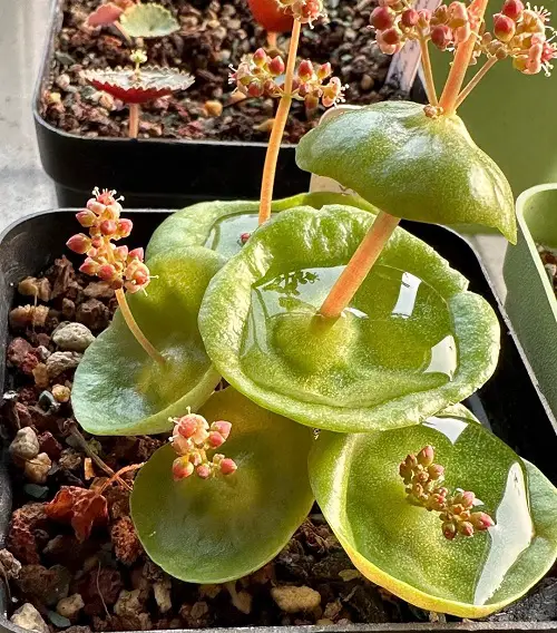 Trending Unique Shape Succulents 5