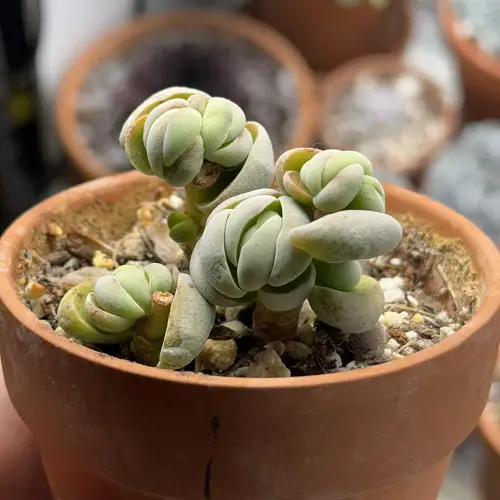 Trending Unique Shape Succulents 2