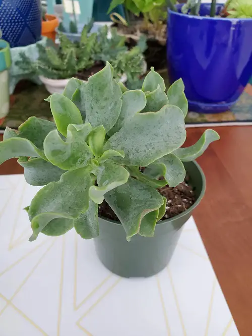 Best Small Succulents With Big Leaves 2