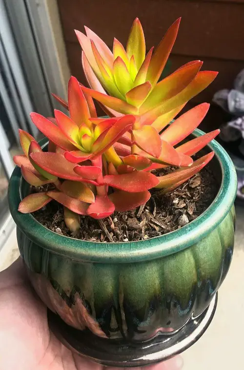 best Attractive Succulents With Orange Leaves