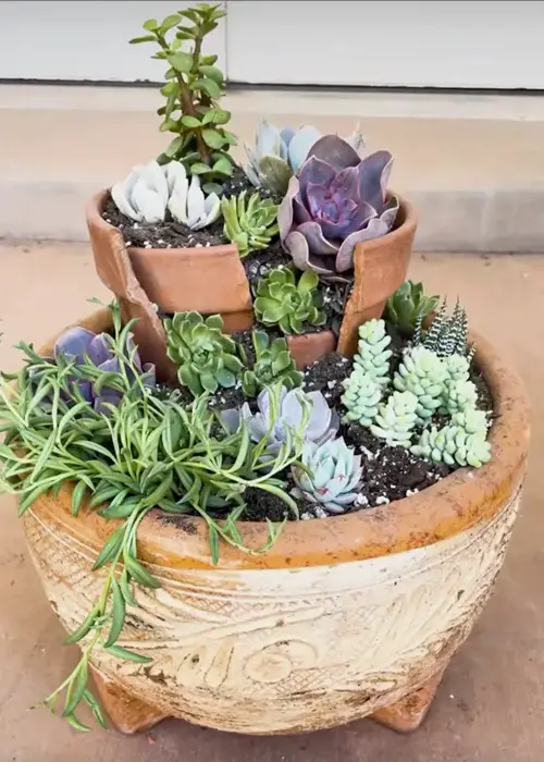 DIY Succulent Garden 7