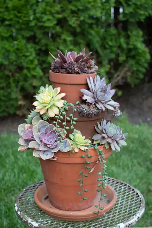 DIY Succulent Garden 8