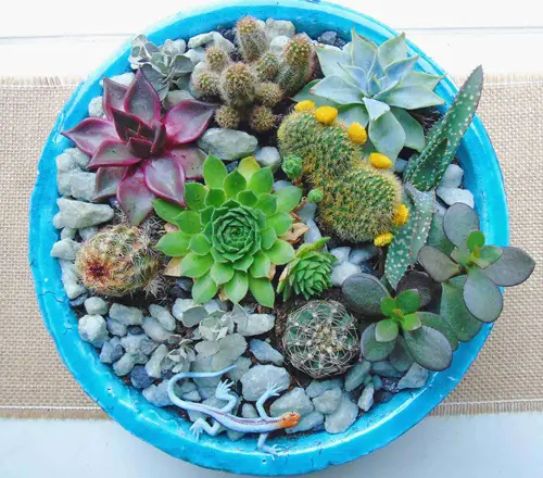 DIY Succulent Garden 4