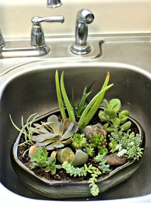 DIY Succulent Garden 6