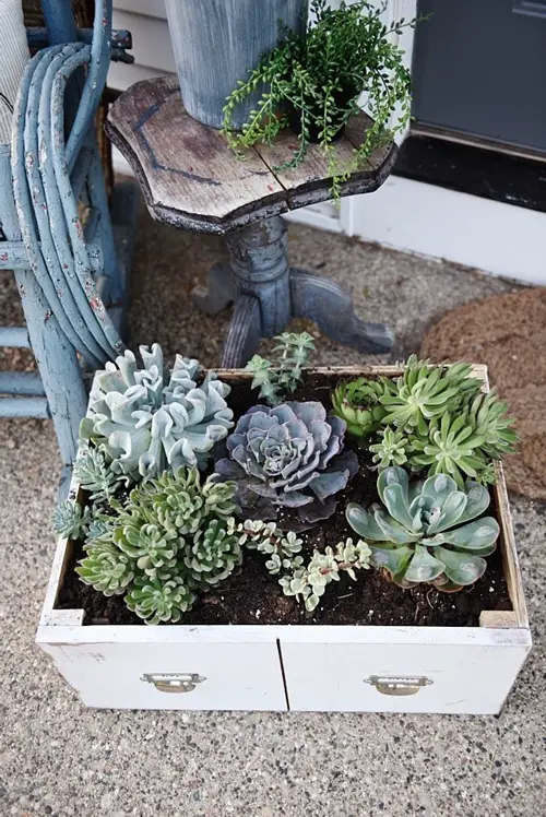 DIY Succulent Garden 3