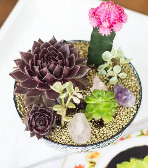 DIY Succulent Garden 1