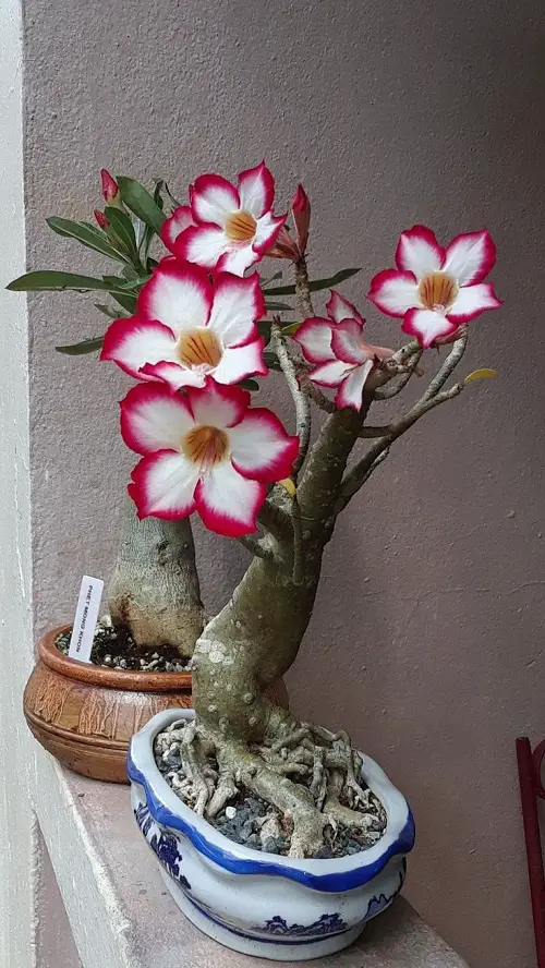 Best Adenium Varieties 5