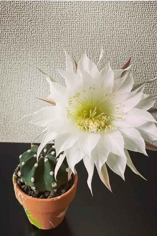 Cactus With White Flowers 4
