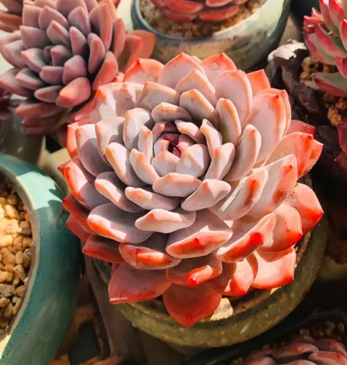 Succulents With Orange Leaves