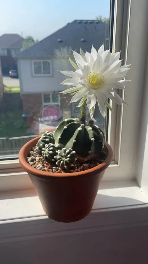 Best Cactus With White Flowers 3
