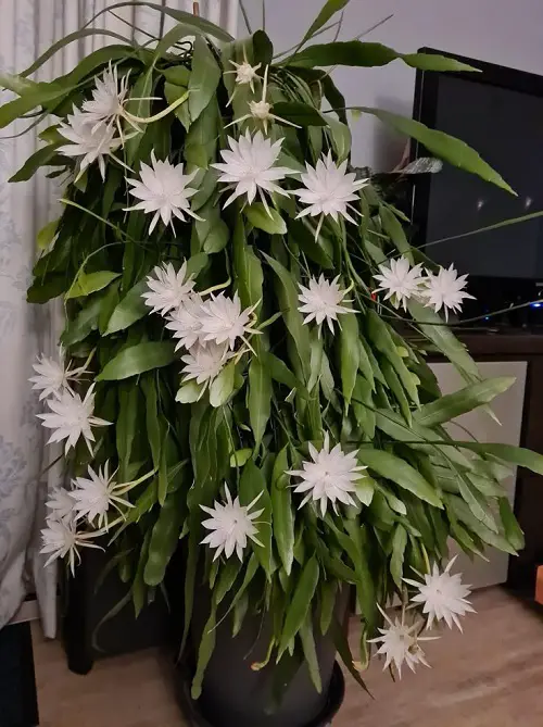 Best Cactus With White Flowers 1
