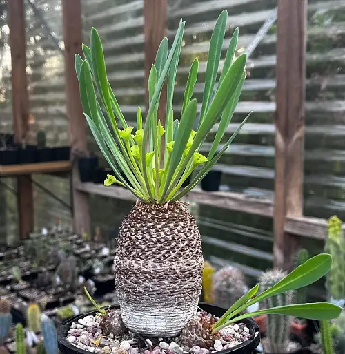 Succulents That Look Like Pinecones 2