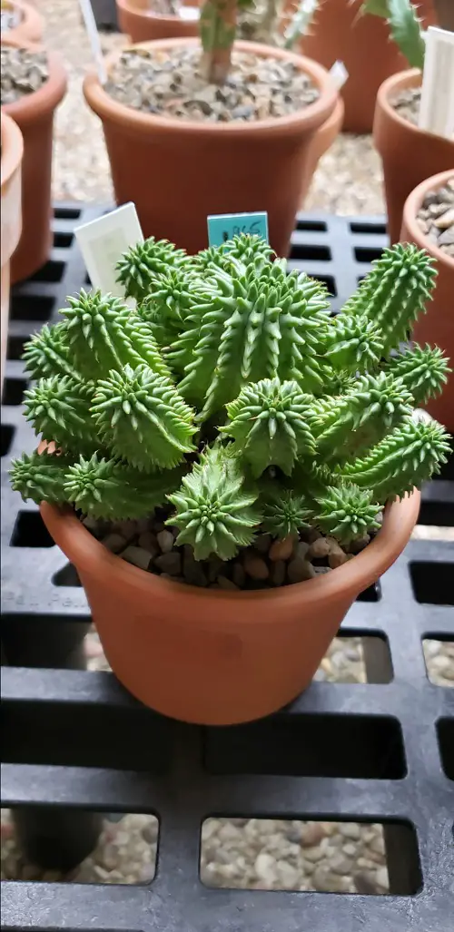 Euphorbia suzannae