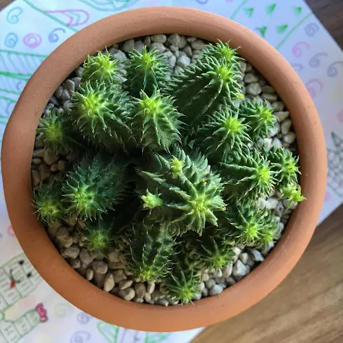 Top Unique Shape Succulents 5